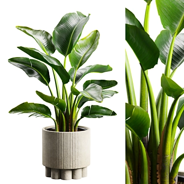 Tropical Strelitzia Houseplant Decor 3D model image 1 