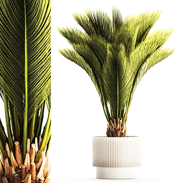 Exotic Phoenix Palm Set 3D model image 1 