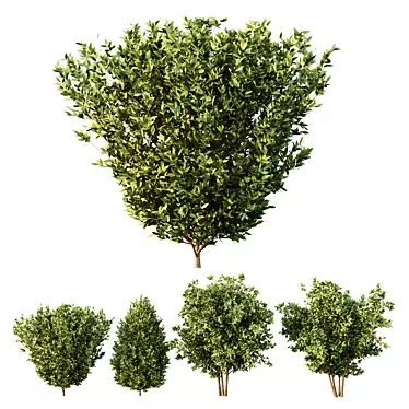 Variety-Size Bush 3D Models 3D model image 1 