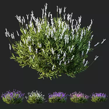 Lavandula Atlantica 3D Plant Models 3D model image 1 