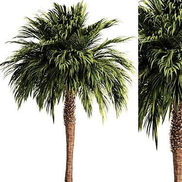 Tropical Palm Tree 3D Model 3D model image 1 