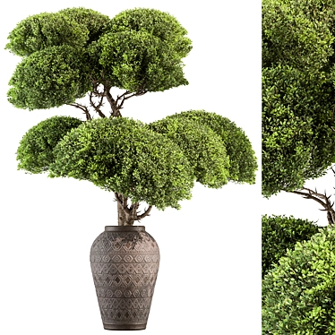 Topiary Ball Indoor Plant 656 3D model image 1 