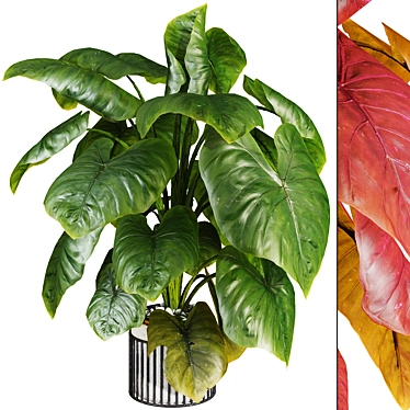  Indoor Elephant Ear Leaf Plant

---

Here is the translated and refined product description:

---

Max 2015 (Vray next 3.1 3D model image 1 