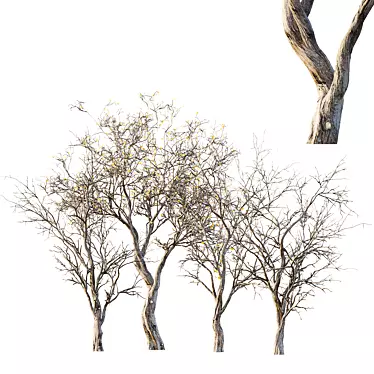 Life-like 3D Dry Trees Pack 3D model image 1 