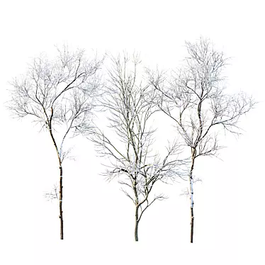 Winter Snow Trees 3D Models 3D model image 1 