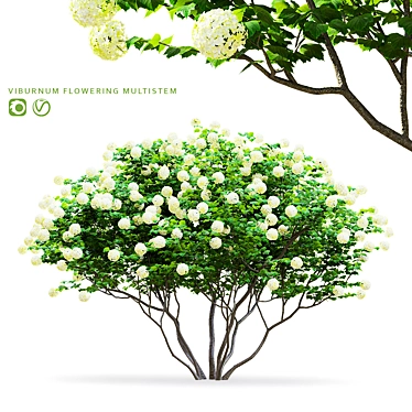 Flowering Viburnum Multistem 3D Model 3D model image 1 