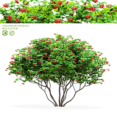 Viburnum Berries Multistem Plant Bundle 3D model image 1 