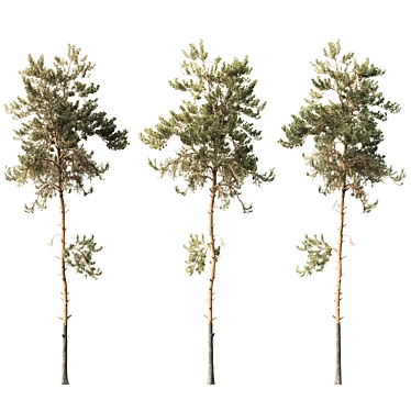 Forest Pine Tree 15m Model 3D model image 1 