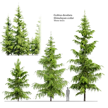 Himalayan Cedar Tree Bundle 3D model image 1 