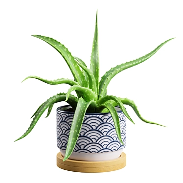 Lush Aloe Vera Mini Pot 3D model image 1 