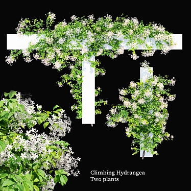 Climbing Hydrangea 3m Plant 3D model image 1 