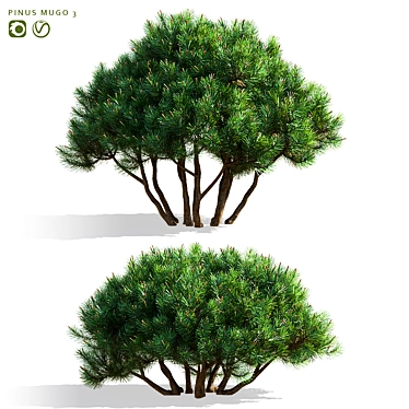 Mountain Pine 3D Model Bundle 3D model image 1 