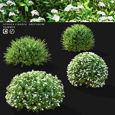 Gray Spiraea Trimmed Bushes Kit 3D model image 1 