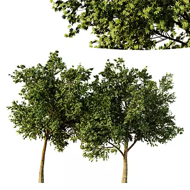 Sycamore Tree Models Pack 3D model image 1 