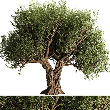 Alluring Olive Tree Set 3D 3D model image 1 