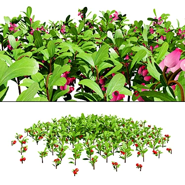 Hybrid Bearberry 3D Models	Collection 3D model image 1 