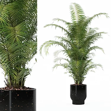 Plants collection 168 - Areca palm