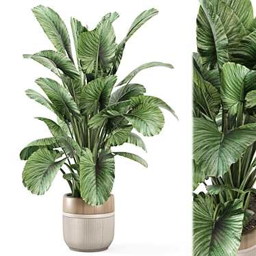 Modern Indoor Plants Set 2015 3D model image 1 