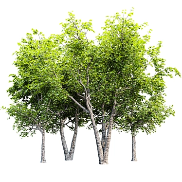 Tree Collection 3D Models Pack 3D model image 1 