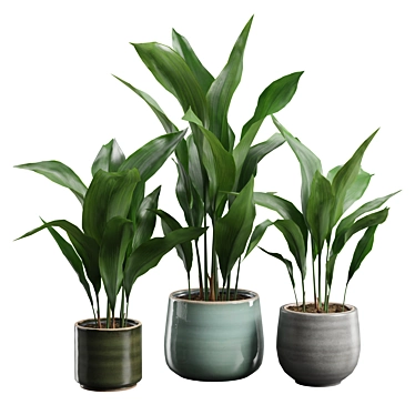 Glossy Cast Iron Plant Pack 3D model image 1 