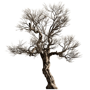 Ola Tree Dry Set#296 3D model image 1 
