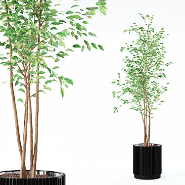 Modern Ficus Benjamina in Pot 3D model image 1 