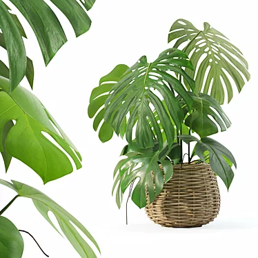 3D Monstera Plant Collection 170 3D model image 1 