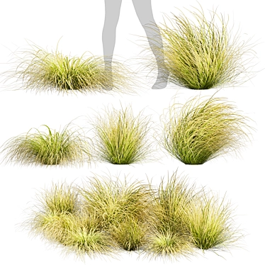 High-Quality Carex Comans Grass Model 3D model image 1 