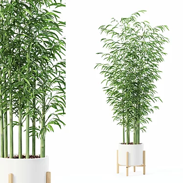 Bamboo Plants Collection 3D Model 3D model image 1 