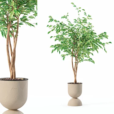 Bespoke Ficus Benjamina Plant Model 3D model image 1 