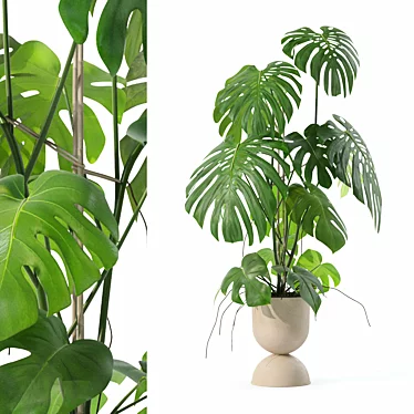 Monstera Plants Collection 3D Model 3D model image 1 