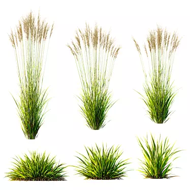 Variety of 3D Grass Models 3D model image 1 