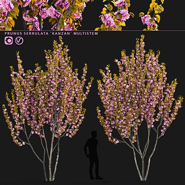 Kanzan Cherry Blossom Multi-Stem 3D model image 1 