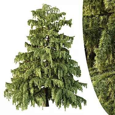 Cedrus Deodara 3D Tree Model 3D model image 1 