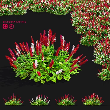  Mountain Kinship Flowers | Bistorta affinis 3D model image 1 