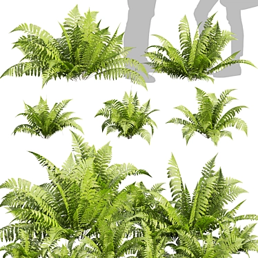 Quality Shrub Lady Fern 3D 3D model image 1 