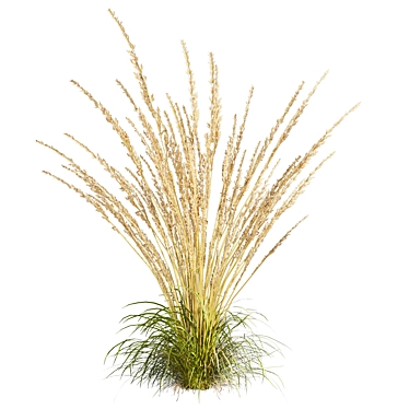 Quality Calamagrostis Karl Foerster Plant 3D model image 1 