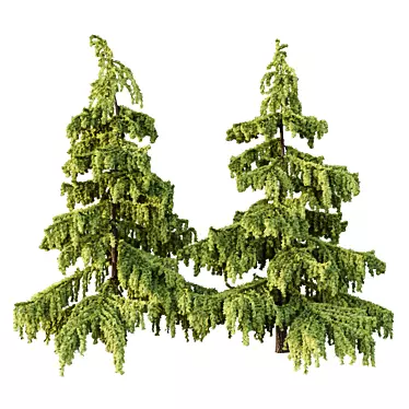  Cedrus Deodara 3D Models Pack 3D model image 1 