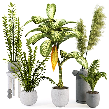 Dieffenbachia and Zamiifolia Tropical Palm Plants 297