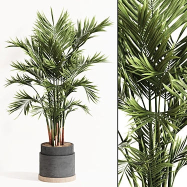 Modern Indoor Plant Set 061 3D model image 1 