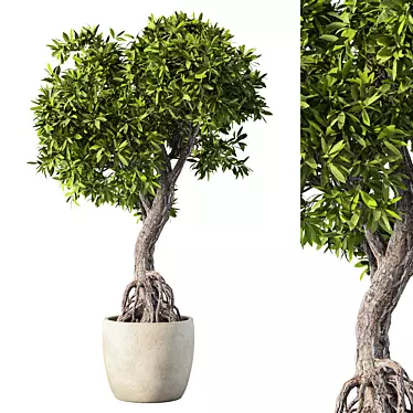 Green Haven Indoor Plant Set 3D model image 1 