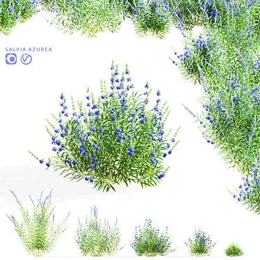 Salvia Azurea Flower Collection 3D model image 1 