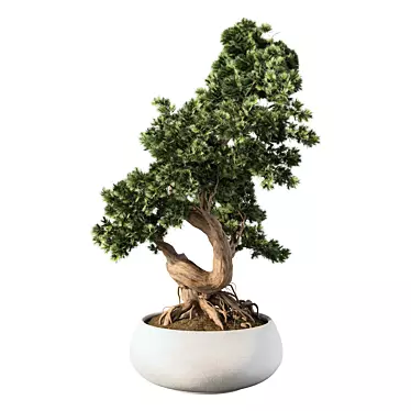 Elegant Bonsai Trio Set 3D model image 1 