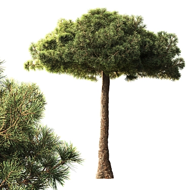 Black Pine Tree 3.5m Exteriors 3D model image 1 