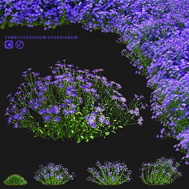 Georgian Aster Flower 3D Models 3D model image 1 