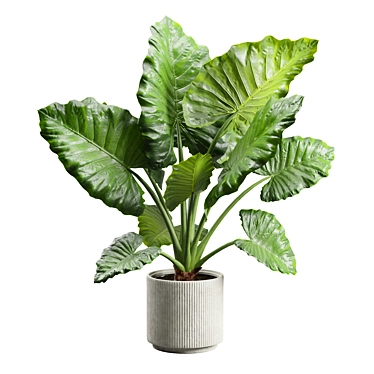 Giant Taro Indoor Houseplant Model 3D model image 1 