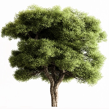  Camphor Tree 300 Set 3D model image 1 