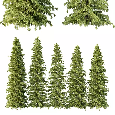 Cedar Tree Models Set 3D model image 1 