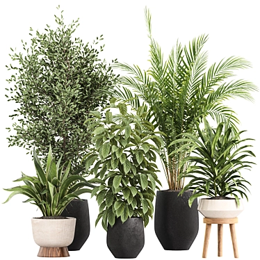 Minimalist Indoor Plants Set 043 3D model image 1 