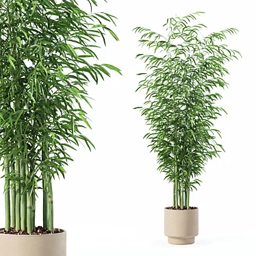  Exotic Plants Bamboo Collection 3D model image 1 